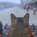 猫が初めて"F1"を運転した結果……凄まじい運転技術に『ギネ…