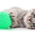 猫が『紐』を誤飲しやすい２つの理由と飲み込みやすい猫種とは？