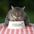 猫がご飯を残すのはどうして？６つの理由