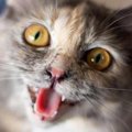 猫の『鳴き方』で読み解く6つの心理