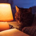 猫が『蛍光灯』を嫌がる2つの理由と対策