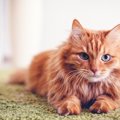 猫のにおいが少ない理由、臭い時の原因や対処法