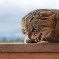 猫が『突然激怒』する5つのシーン　飼い主がすべき対処法とは？