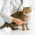 猫が尿毒症になる症状と原因、治療の方法