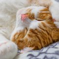 猫の寝顔コレクション♡寝姿を見ると癒やされるのはどうして？