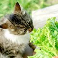 猫はほうれん草を食べても大丈夫？尿路結石に注意して！