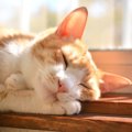 猫の『日向ぼっこ』はメリットだらけ？3つの効果と健康との関係性