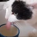 朝シャンと水分補給を兼ねる？独特な水飲みスタイルの猫が話題！