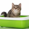 子猫用トイレの選び方！種類やしつけ方、猫砂のタイプ