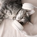 猫の『聴力』に関する3つの豆知識　ヒトよりはるかにスゴい猫たちの音世界…
