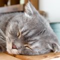 猫の体調不良がわかることも！見逃しNGな『眠り方』4つ