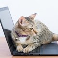 パソコンを使う時、猫が邪魔してくる…解消法？