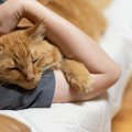 猫が飼い主の『腕枕』で寝ようとする時の心理5つ♪上手な対処法とは