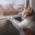 猫が『窓の外』を見ている理由3選　「外に出たいから」は間違い？