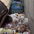 塀のすき間に放置された5匹の子猫を救助…母猫が受けた『TNR』とは？