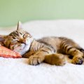 猫の『熟睡』と『浅い眠り』の違いって？6つの特徴と見分け方