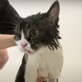 『お風呂は嫌ー！』怖くて鳴き続ける猫くん