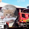 水圧で救え！排水管から出られなくなった子猫のレスキューに消防車出動