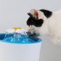 猫用のおしゃれなおすすめ給水器５選！選び方や使う時の注意点