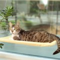 猫窓ベッドやハンモックのおすすめ人気ランキング10選！