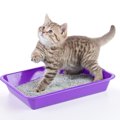 猫の『トイレ』の平均回数は？頻度が減少する5つの原因と対策を紹介！