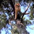 ６日間木の上で立ち往生している猫。粘り気のある木に救助は苦戦します