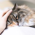愛猫の最期まで責任を持つために…ペット保険とペット信託