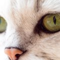 猫の目やにの原因や考えられる病気、その安全な取り方とは
