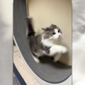 『すごい疾走感！』キャットホイールを全力疾走する猫ちゃん「速い！…