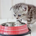 猫に塩分はどれぐらい必要？与えすぎた時の排出方法