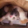 紙袋に生後間もない子猫…猫保育園で新たな未来へ進む！