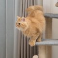 猫の事故を防ぐ『キャットタワー』の安全対策３つ