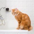 猫がお風呂場にいる時の5つのサイン