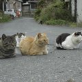 宮城県にある猫島「田代島」の魅力と行き方