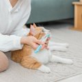 猫のおすすめ歯ブラシ10選！選び方や歯磨き方法を解説