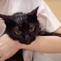 洗濯ネットに入ってシャンプーを頑張る黒猫さん！