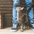 猫の「すりすり」は愛情表現？意味や理由、されやすい人の特徴を解説