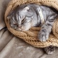 秋から冬にかけて、気をつけたい愛猫の体調管理　季節の変わり目に起…