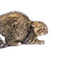 猫が『怯えている』時の5つの仕草｜解消するために飼い主がすべき行動とは？