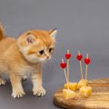 猫に『チーズ』は要注意！NGな種類や誤食した際の応急処置、与える場…
