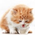 猫の水筒おすすめ3選