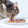 猫を『長生きさせる食事』とは？　意識したい3つのポイント