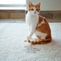 猫がおしっこを布団や部屋でするのはなぜ？原因やしつけ方、消臭方法…