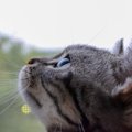 人間には無い猫の目の『タペタム』とは？その機能やタペタムがある理…