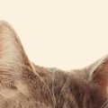 猫の『耳ダニ』の特徴2つ　異常に耳を気にしていたら要注意