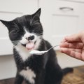 猫の『免疫力をUP』させる食材トップ3！与える際の重要な注意点も