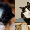 「猫を保護した」家族から突然の連絡…子猫の可愛い“全力抗議”にほっこ…