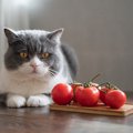 猫に『トマト』はOK？メリットとデメリットを解説