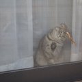 猫が網戸にイタズラをする理由と手作りでできる対策