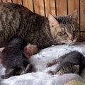 多頭飼育崩壊から親子猫を救出…第二の猫生を歩む姿に感涙